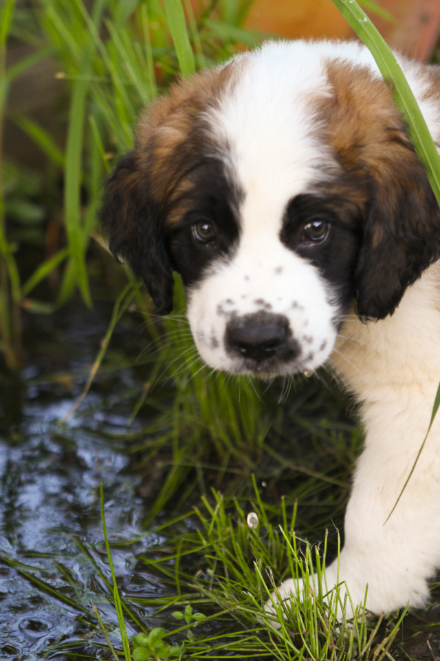 Щенок сенбернара у ручья