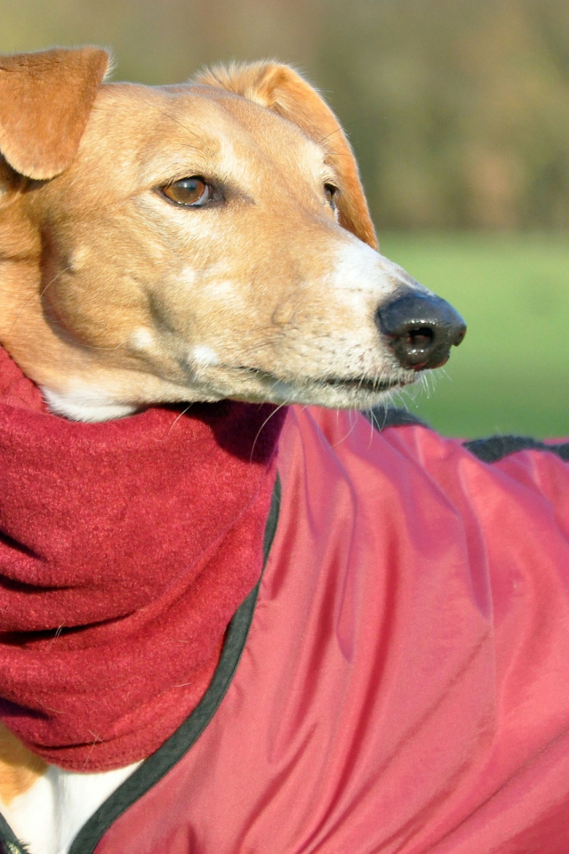 Пес салюки в теплом наряде