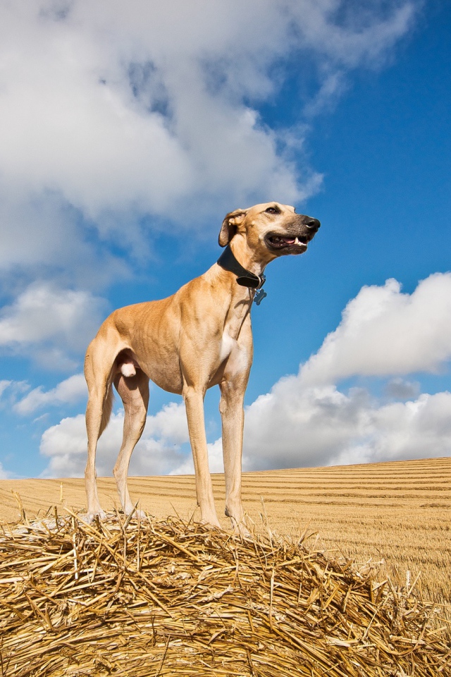Пес салюки на убранном поле