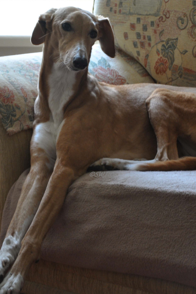 Собака салюки на диване