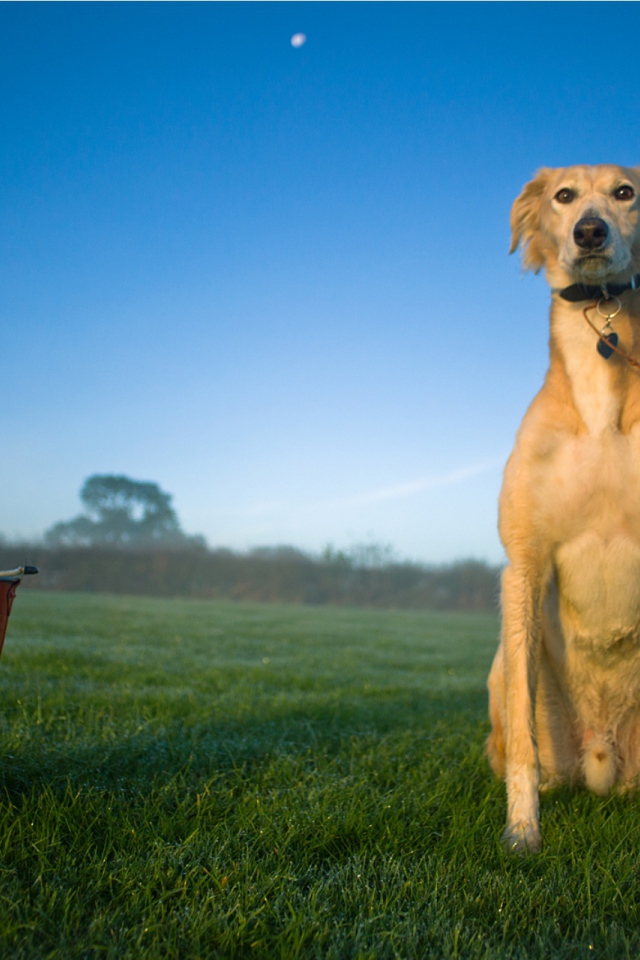 Собака салюки с пожарным ведром