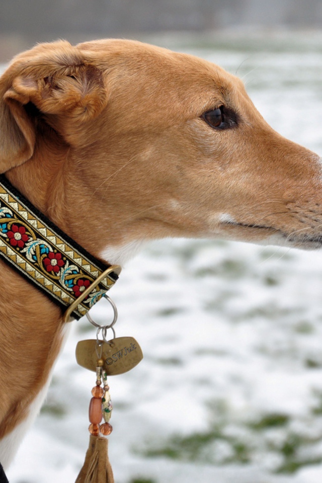 Салюки в красивом ошейнике