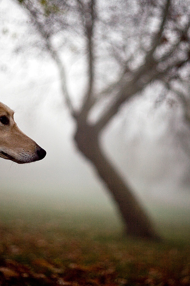 Салюки в лесу