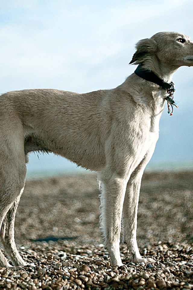 Салюки на гальке