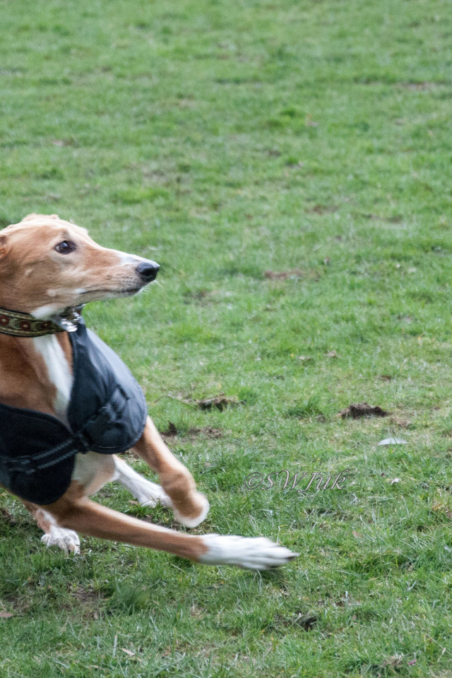 Салюки быстро бегает