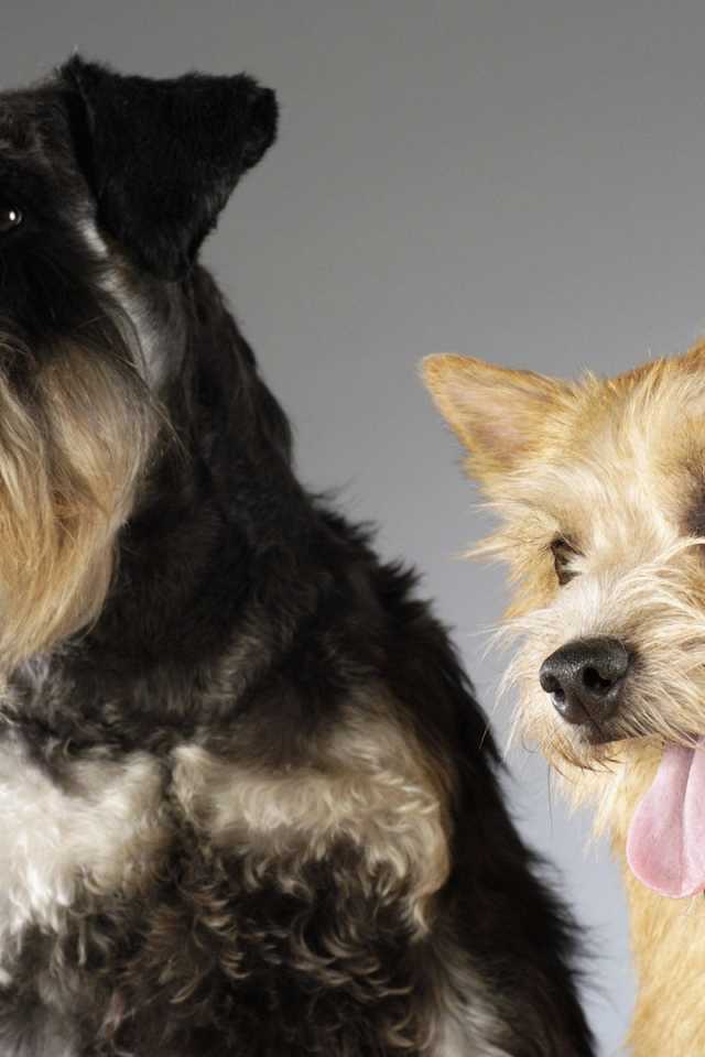 Шнауцер и терьер