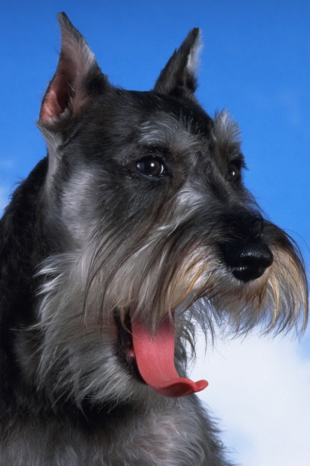 Черный шнауцер на фоне неба