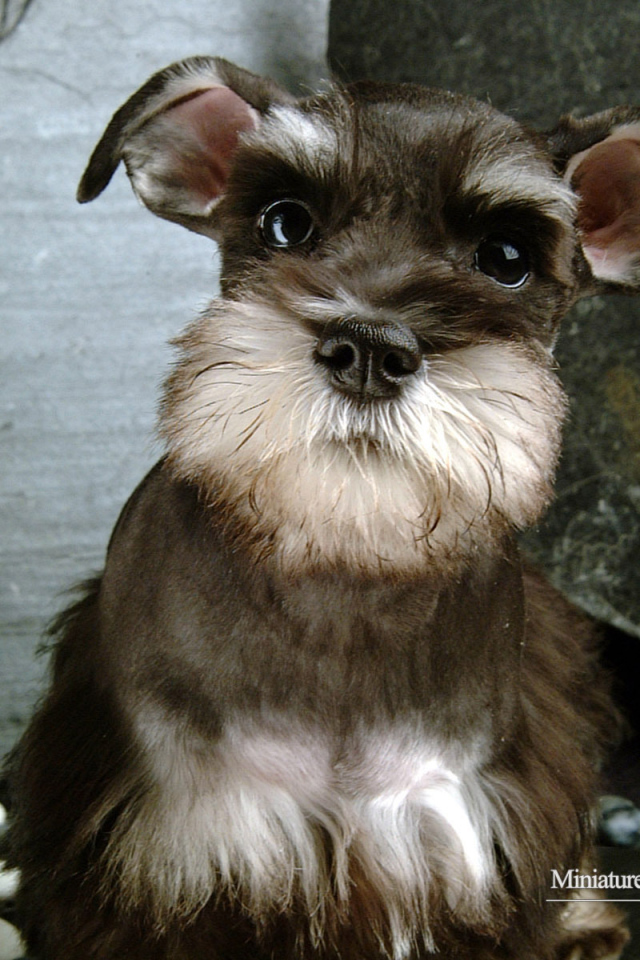 Собака шнауцер коричневого цвета