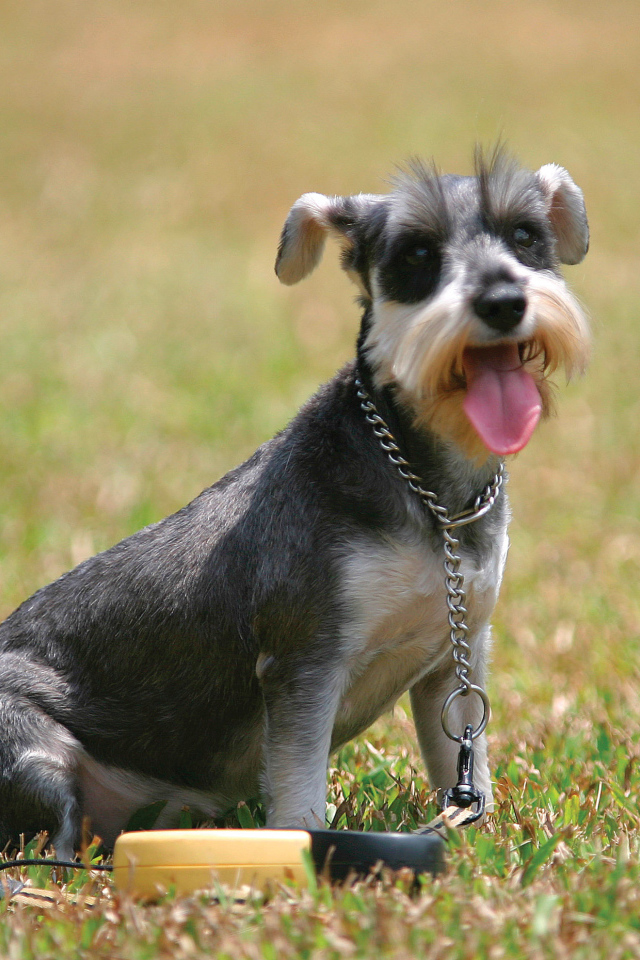 Собака шнауцер на поляне