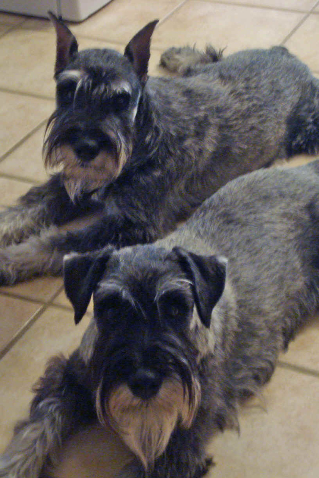 Собаки шнауцеры лежат на полу