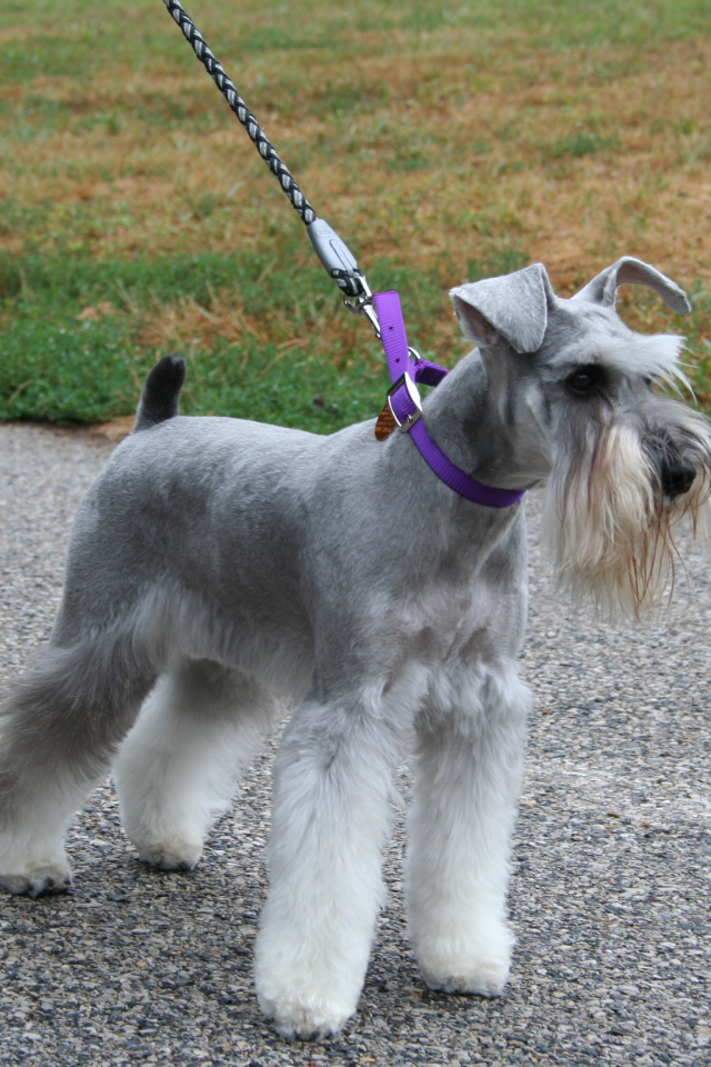 Шнауцер на прогулке