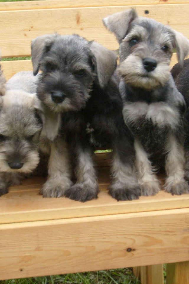 Щенки шнауцера на лавке