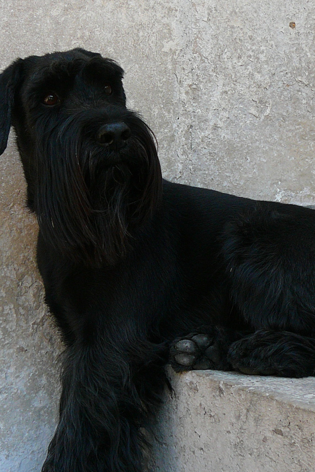 Шнауцер сидит на ступеньках