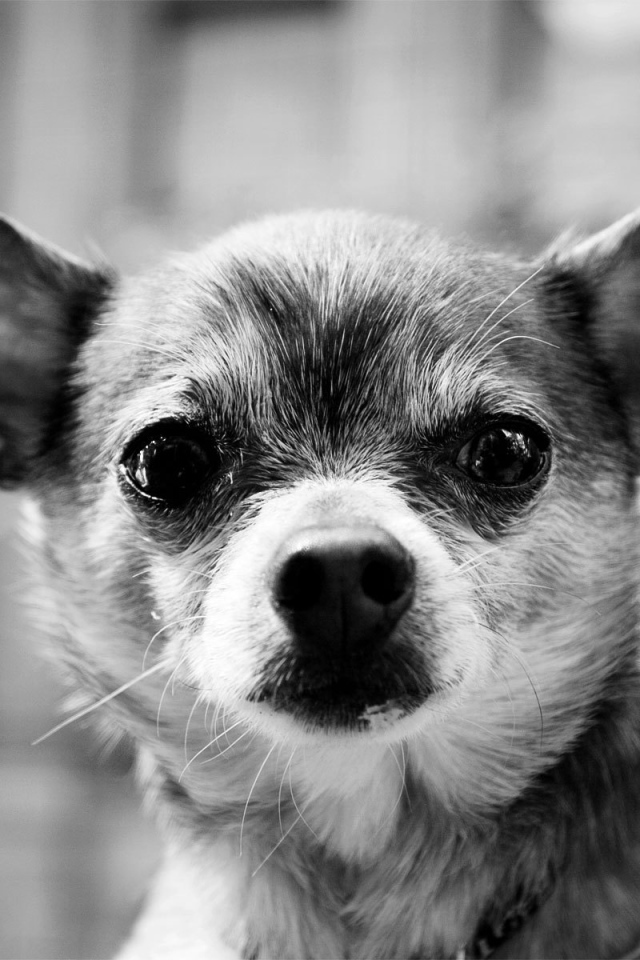 Серьезный взгляд чихуахуа