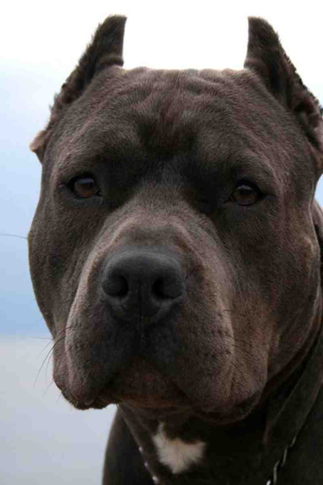 Серьезный взгляд питбуля