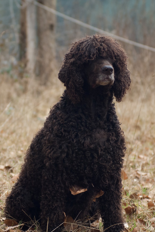Лохматый ирландский водяной спаниель