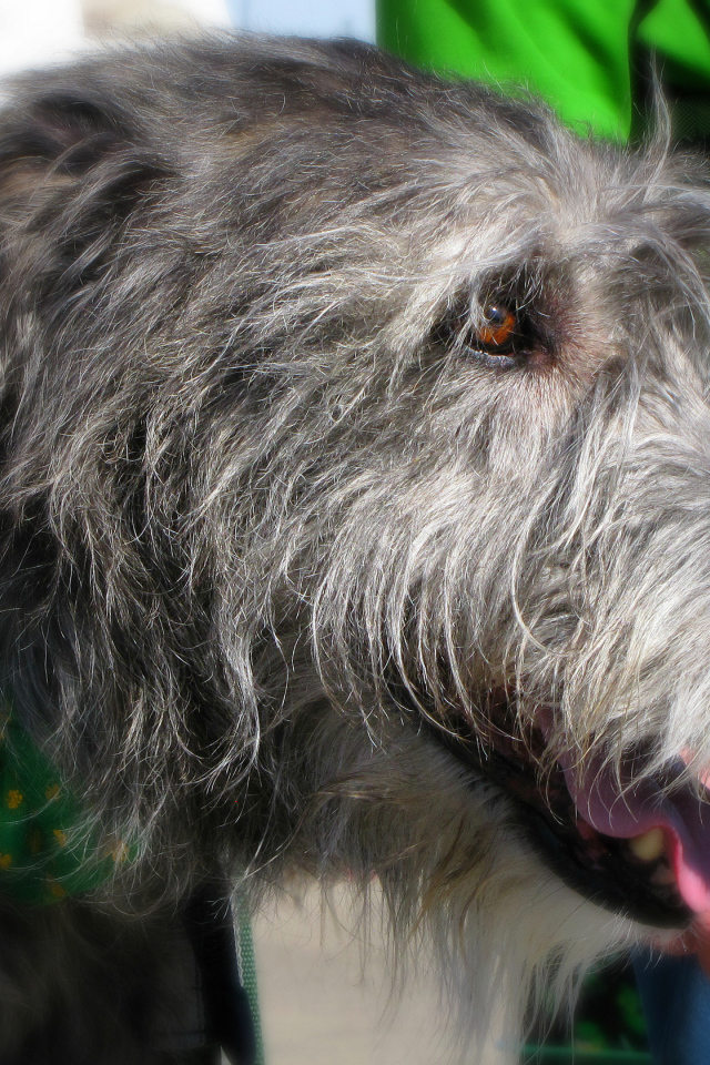 Лохматый ирландский волкодав