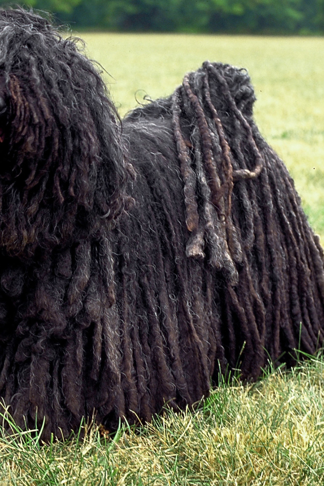 Лохматый комондор во всей красе