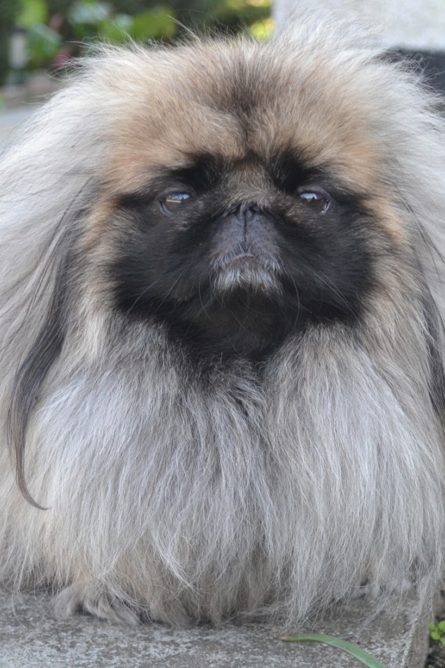 Лохматый пекинес на прогулке