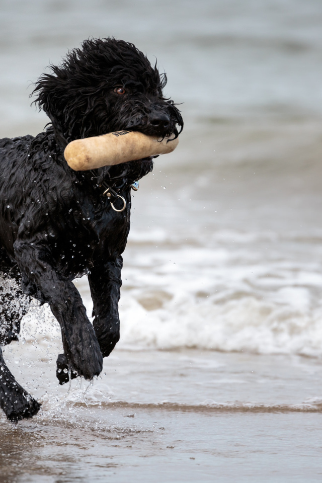 Лохматый барбет на пляже