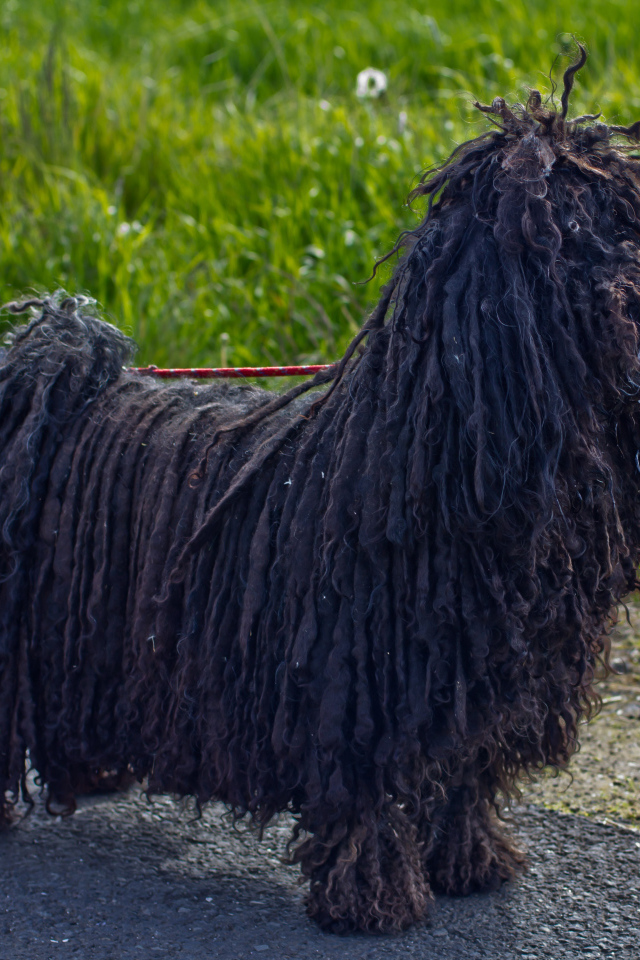 Лохматый черный комондор