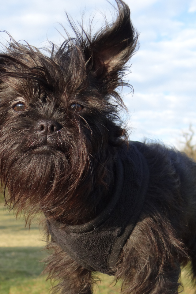 Лохматый пес аффенпинчер