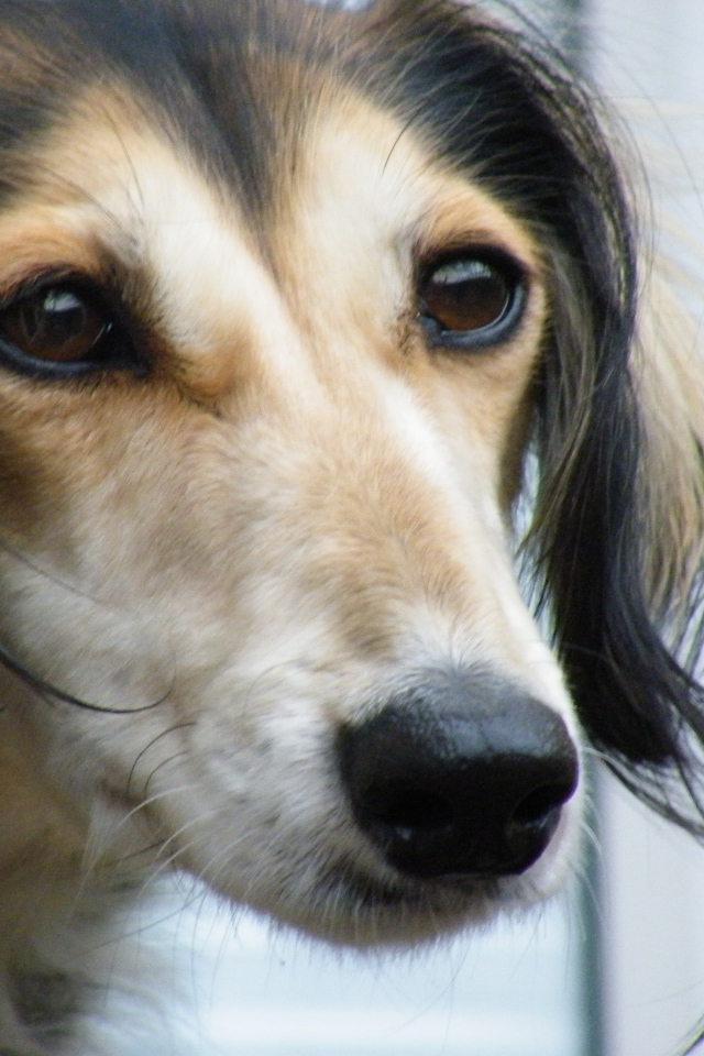 Лохматая собака салюки