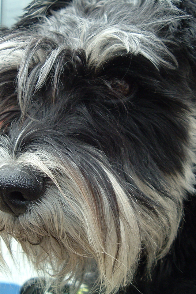 Лохматый пес шнауцер