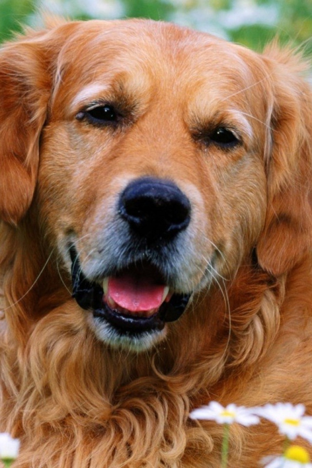 Лохматый золотой ретривер