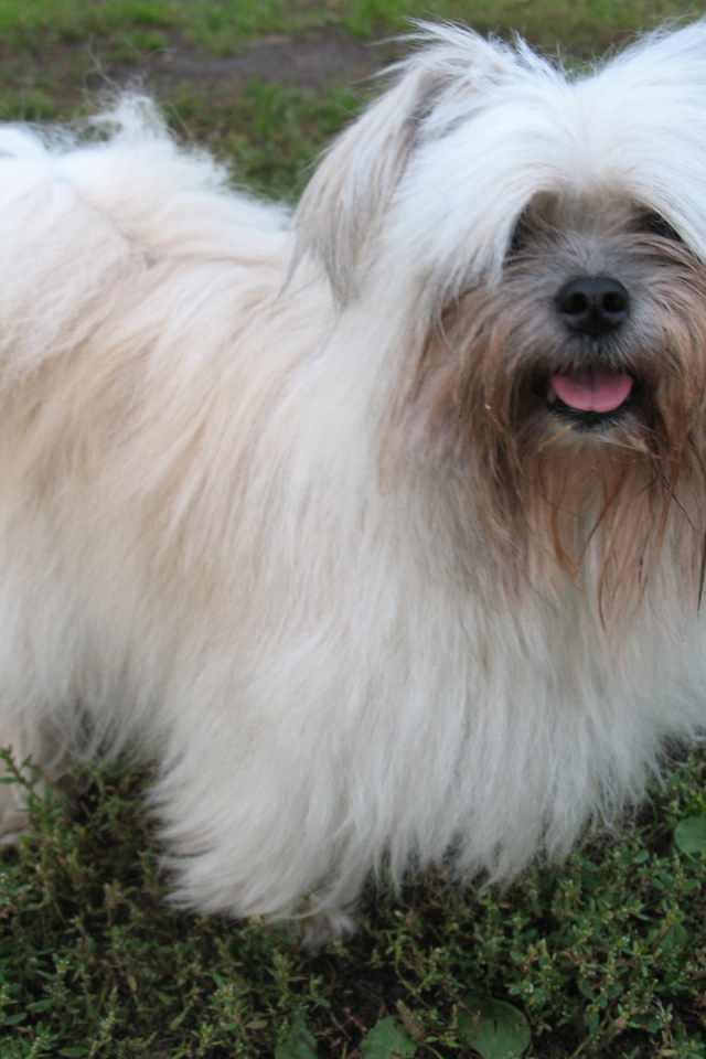 Лохматая болонка на газоне