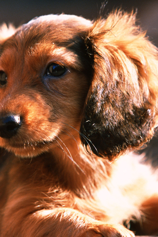 Лохматый щенок таксы