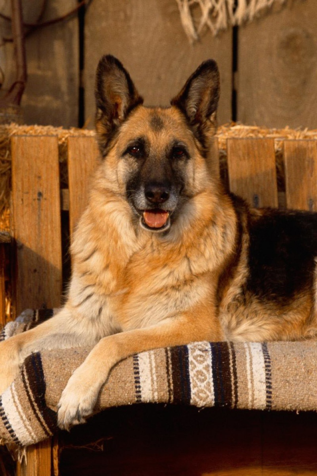 Овчарка позирует