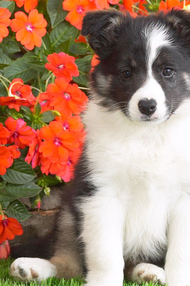 Шотландской овчарки щенок