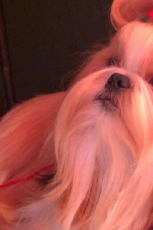 Собака шитцу с бантом