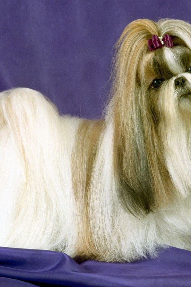 Собака шитцу на синем фоне