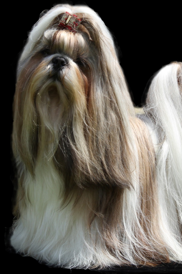 Собака шитцу с длинной шерстью