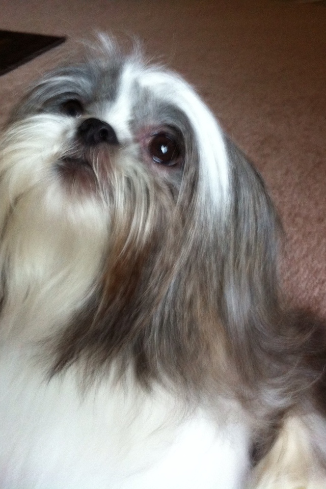 Шитцу смотрит вверх