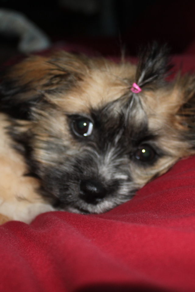 Шитцу лежит на перине