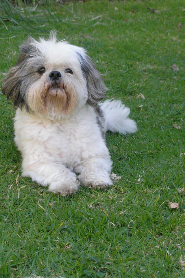 Шитцу лежит на траве