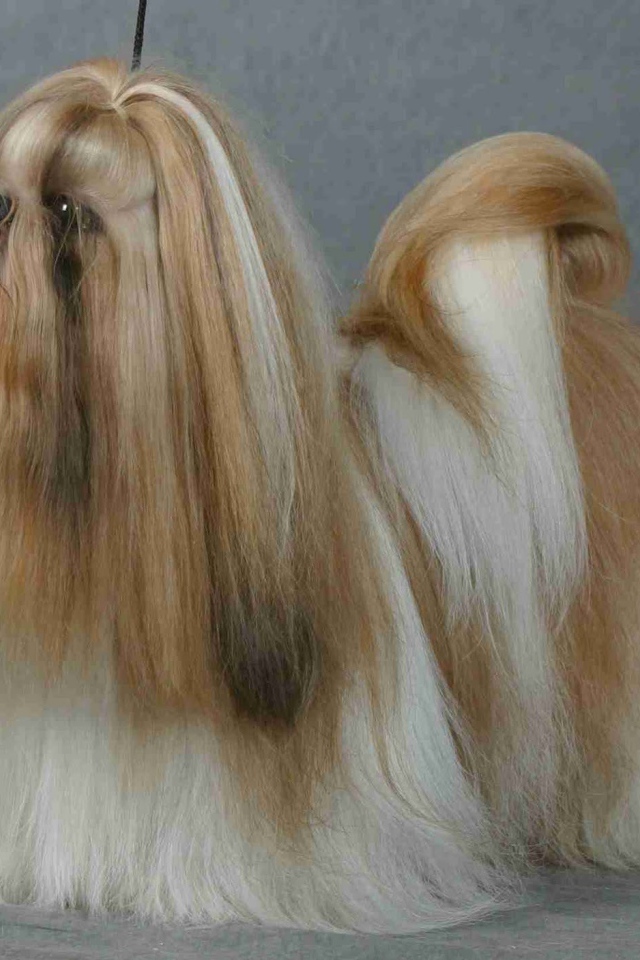 Шитцу на поводке