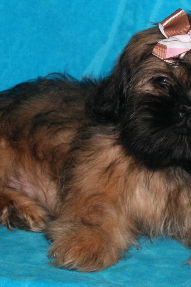 Щенок шитцу на голубом фоне