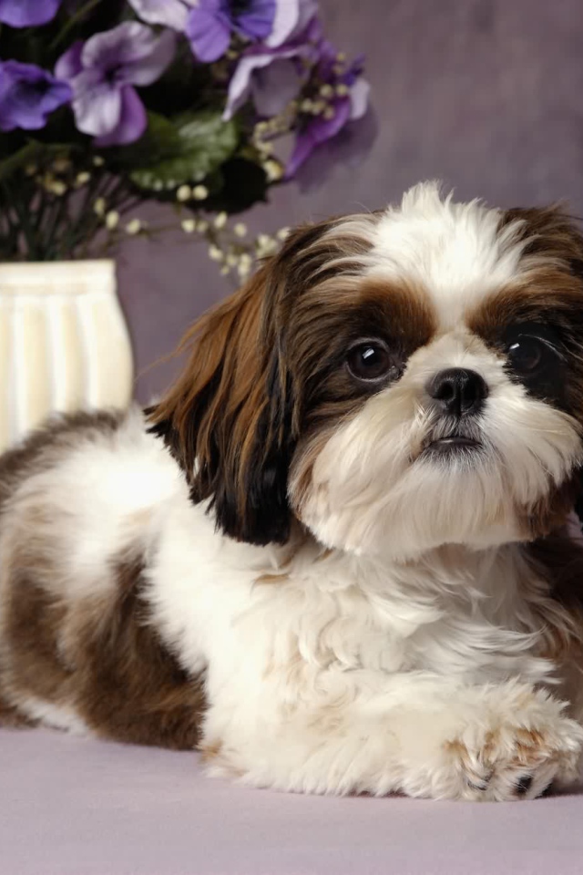 Шитцу с букетом