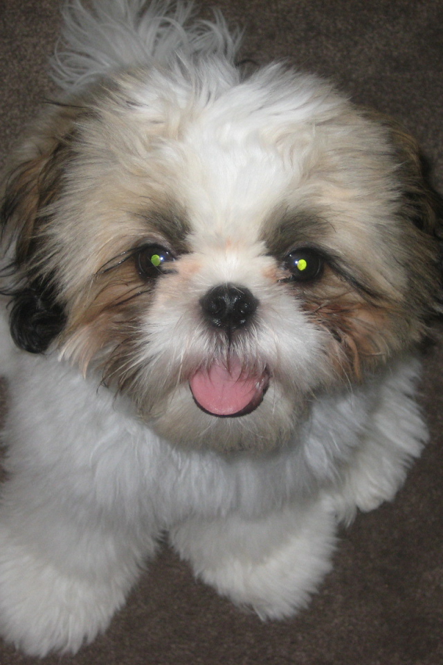 Шитцу с горящими глазами