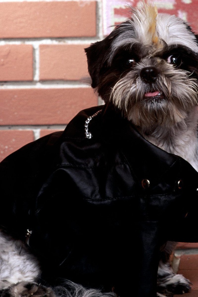 Собака шитцу гангстер