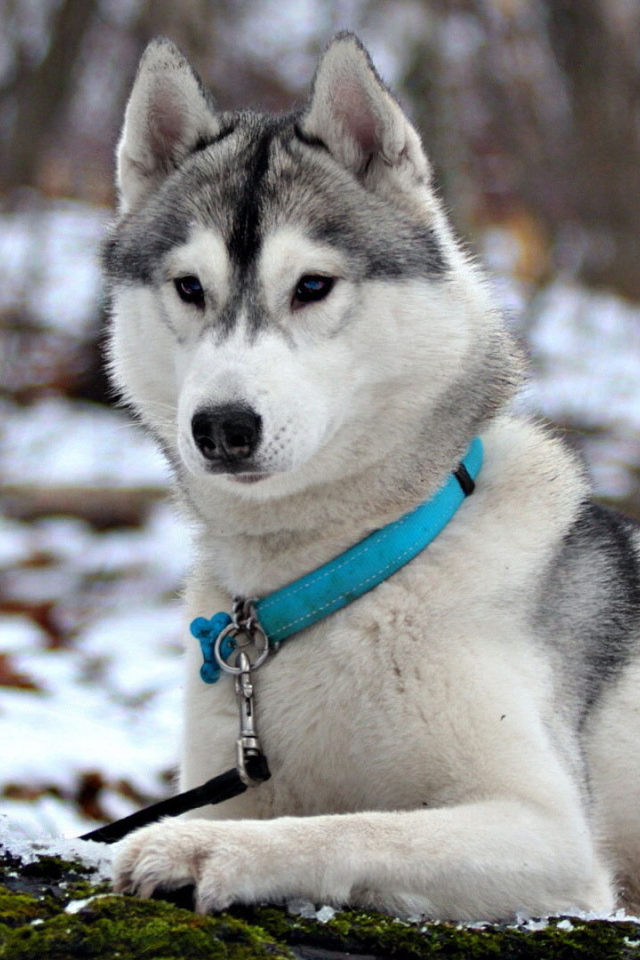 Сибирская лайка в ошейнике