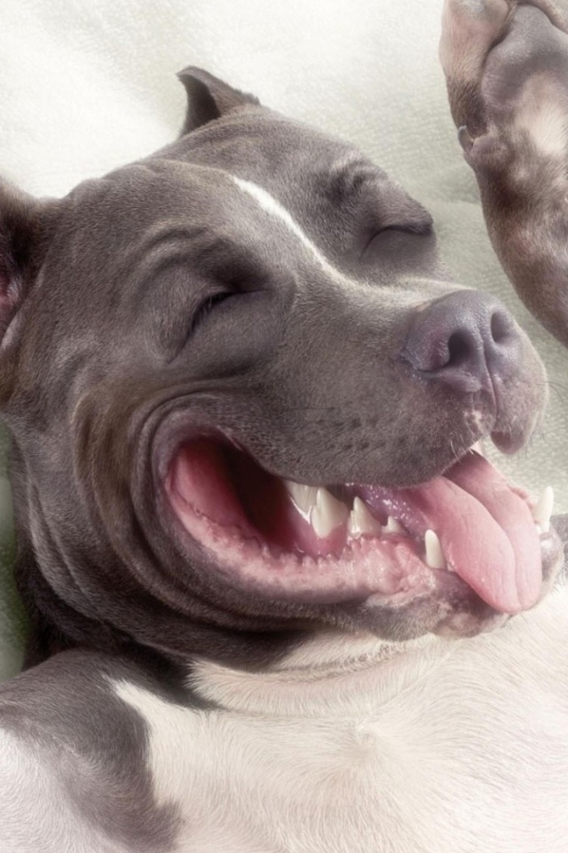 Спящий пес питбуль