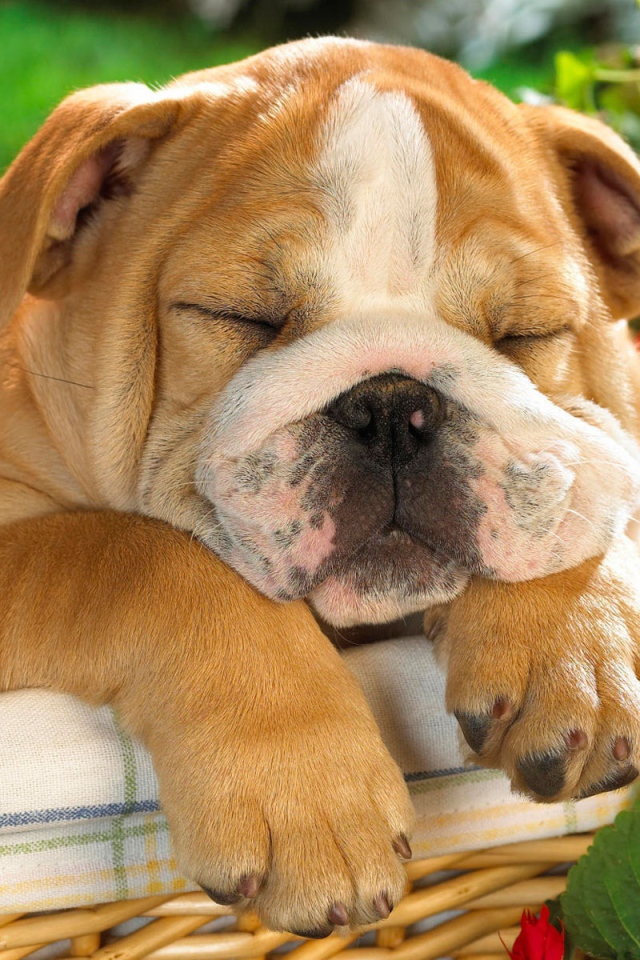 Спит весь день