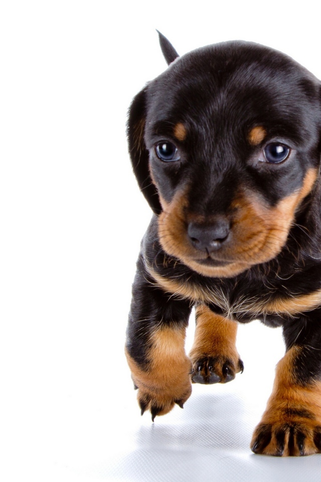 Маленький щенок таксы