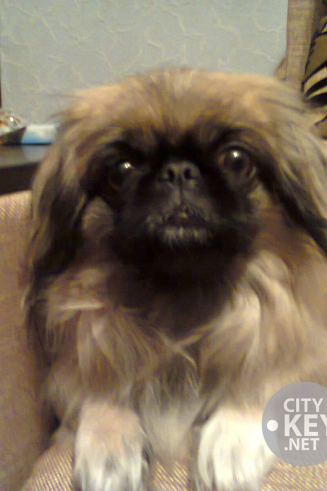 Маленький друг человека пекинес