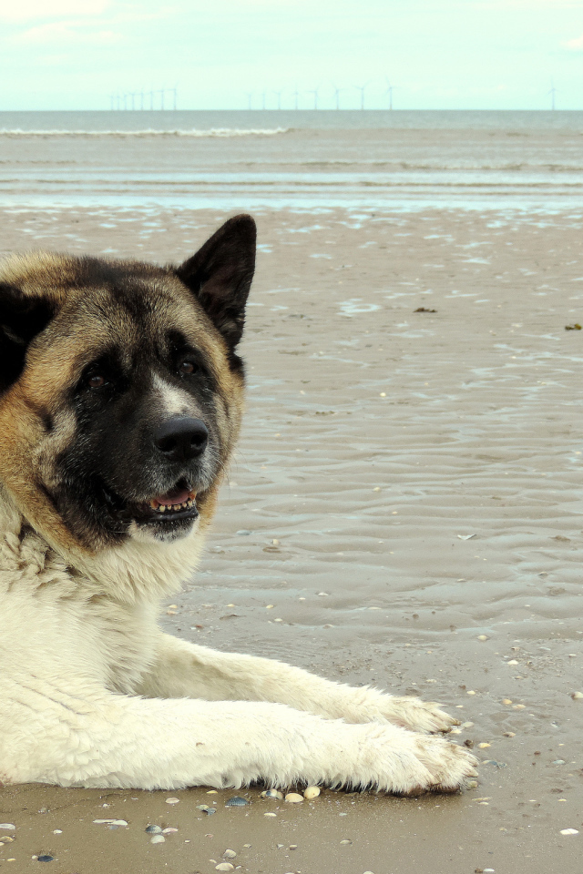 Улыбка американской акиты